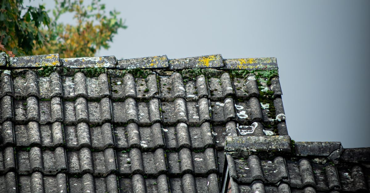Roof Cleaning service